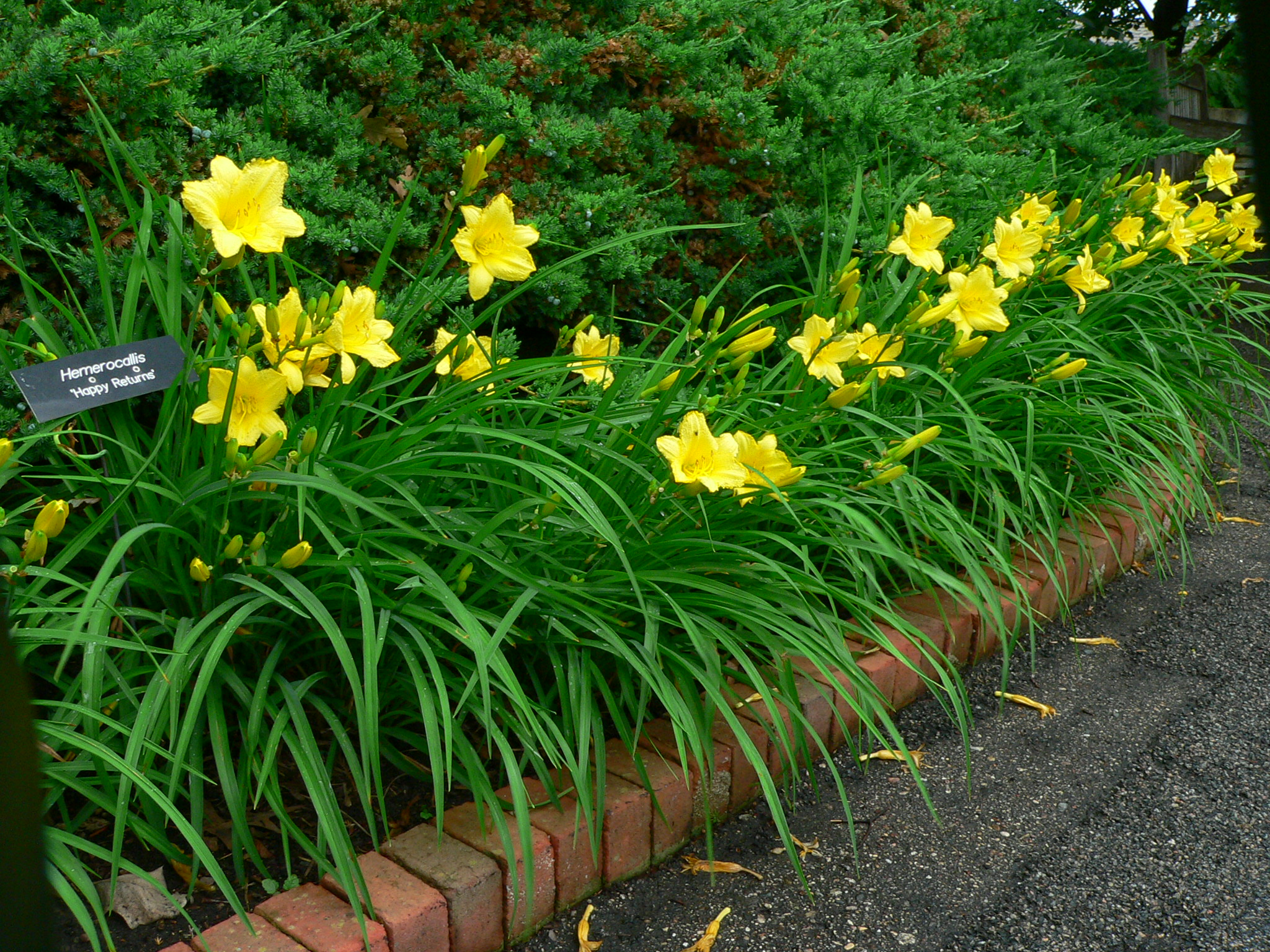 Daylily deals